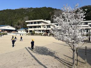 桜