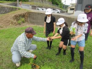 田植え